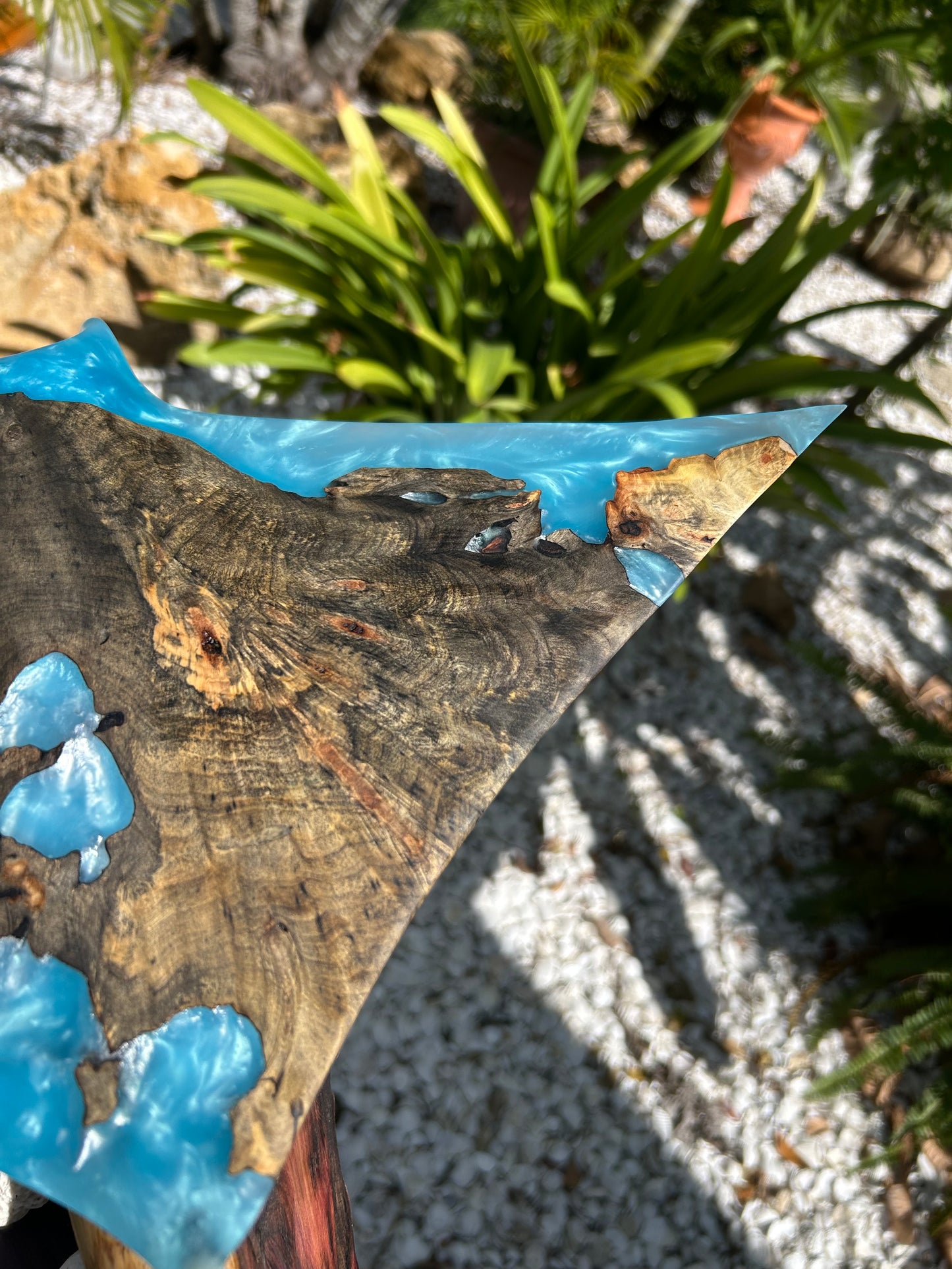 Buckey Burl Wood "Manta Ray" Sculpture