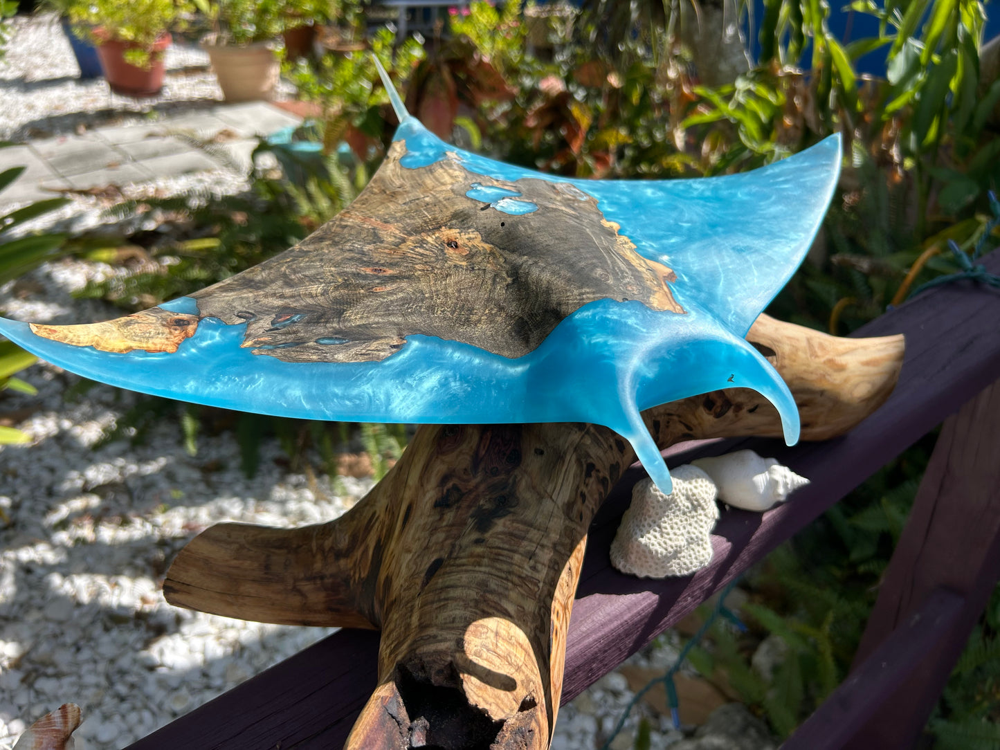 Buckey Burl Wood "Manta Ray" Sculpture